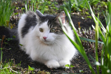 A beautiful fluffy cat of white and gray color lies on the ground. Summer and sun, green grass. Pet...