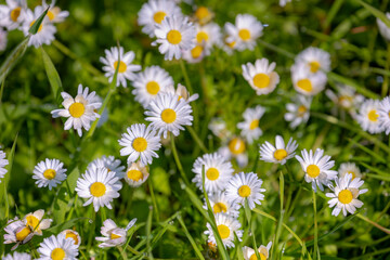 Selective focus of flower Bellis perennis with green grass, Common European species of daisy the family Asteraceae, Small flower of Madeliefje is blooming in the green meadow, Nature floral background