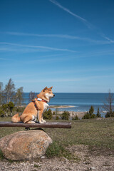 A red shiba inu dog is sitting on the Ugu cliff on the Baltic sea beach in Saaremaa island, Estonia on sunny spring day