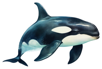 Obraz premium PNG Whale animal mammal fish.