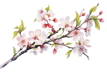 PNG Blossom flower plant inflorescence.