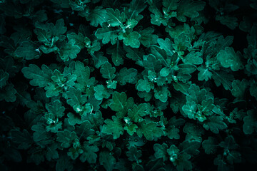 A close up of dark green Chrysanthemum leaves pattern texture