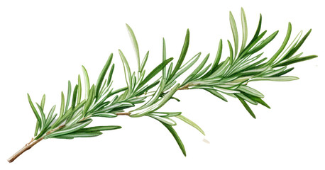 PNG Rosemary plant herbs fir.