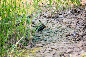 black bird hidden on the river bank