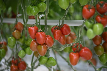 Kirschtomaten Tomate grün rot reif Anbau Pflanze Gewächshaus vegan Gemüse Blatt Tomatenpflanze vegan Landwirtschaft Ackerbau Ernte ernten frisch Bio Bioanbau Vegetarisch Veggi Knoblauchsland Tomaten 