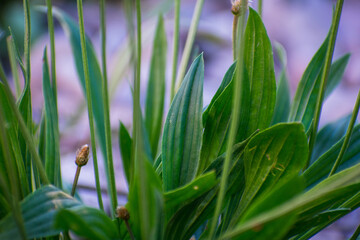 set of green leaves in the river