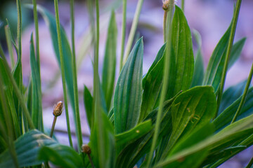 set of green leaves in the river