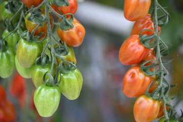 Tomate Paprikatomate rot Anbau Pflanze Gewächshaus Gemüse Blatt scharf Paprikapflanze vegan Landwirtschaft Ackerbau Ernte ernten frisch Bio Bioanbau Vegetarisch Veggi Knoblauchsland 