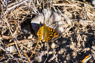 orange butterfly perched on a rock