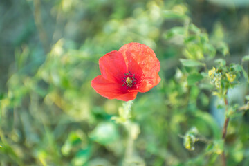 red flower bathed in evening light