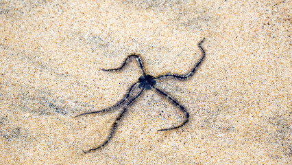 Ophiothrix fragilis (common brittle star, hairy brittle star, Asteria cuvieri, Ophiocoma minuta). This animal is extremely variable in colouration, ranging from violet, purple or red to yellow