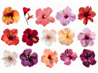 colorful hibiscus flowers collection isolated on white background - obrazy, fototapety, plakaty