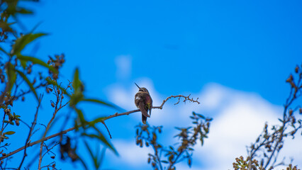 Colibrí de alicia (Especie en extinción) 