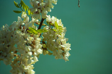 white flowers with turquoise background