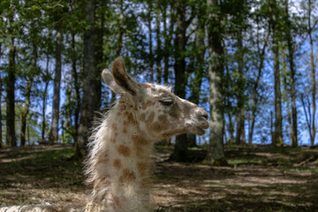 Gros plan sur un lama © Rmi