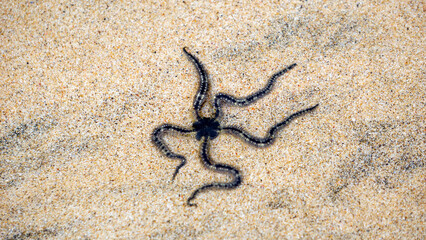 Ophiothrix fragilis (common brittle star, hairy brittle star, Asteria cuvieri, Ophiocoma minuta). This animal is extremely variable in colouration, ranging from violet, purple or red to yellow