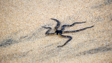 Ophiothrix fragilis (common brittle star, hairy brittle star, Asteria cuvieri, Ophiocoma minuta)....