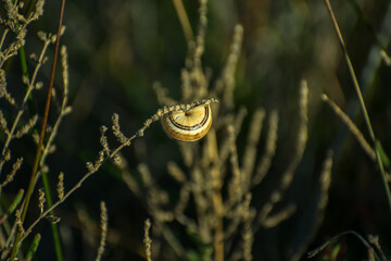 snail attached to a plant branch