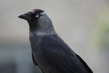 Closeup of a Western Jackdaw (Coloeus monedula)