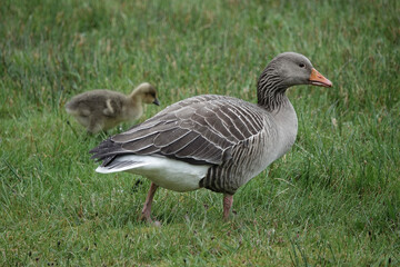 A Greylag Goose (Anser anser) with a young gosling