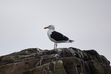 A Great Black-backed Gull (Larus marinus) perched on a sea cliff
