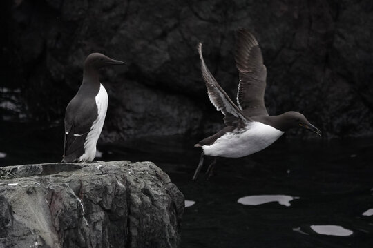 Common Guillemots (Uria aalge) on the British coast