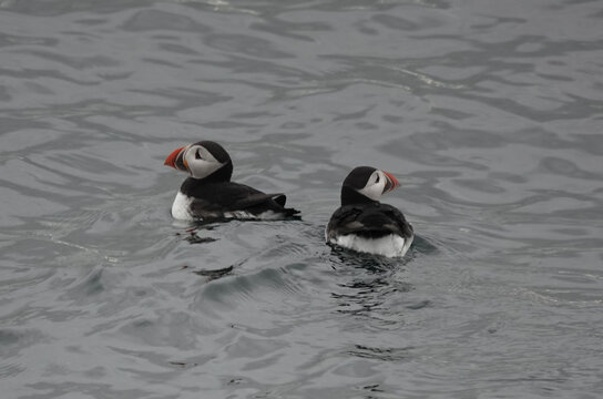 Puffins (Fratercula arctica) swimming in the sea