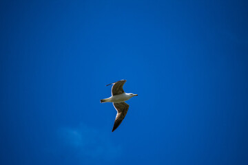 seagull flying over the wetland