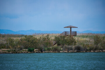 bird watching in the wetland