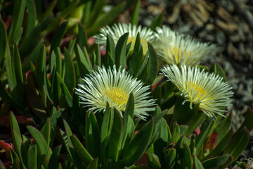 white flowers on a green blanket