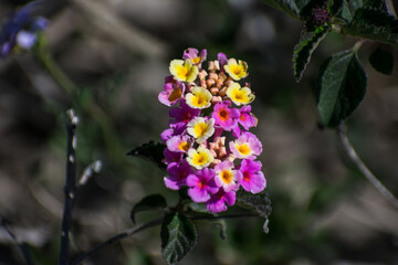 multicolored flowers on the beach