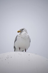 Seagull perched on top of a BC Ferries vessel with a clouded sky in the background in British Columbia, Canada