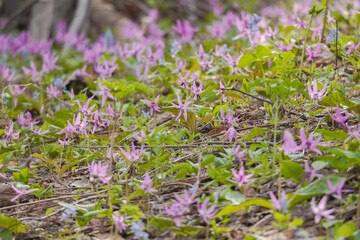 カタクリの花畑　カタクリの里　真駒内公園