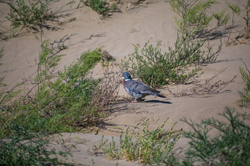 Grey bird in the sand