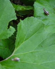 サッポロマイマイとオカモノアラガイ / Euhadra brandtii sapporo and Succinea lauta 