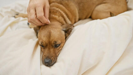 A close-up of a dog being petted by a woman on a cream-colored bedspread, depicting affection and...