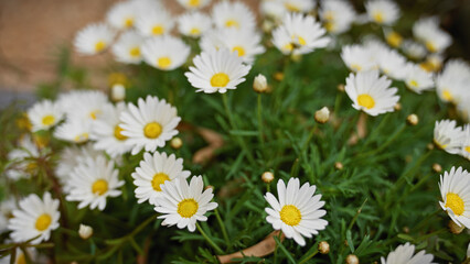 Close-up of vibrant white spanish daisies bellis perennis flourishing outdoors in murcia, spain. © Krakenimages.com