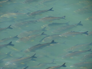 Streaked prochilod / Papa-terra  (Prochilodus lineatus). Detail of fish shoal, near the dam of a...