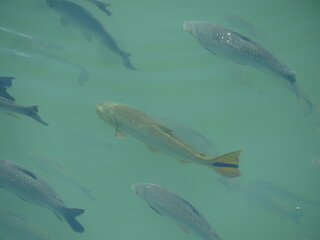 Golden Dorado (Salminus brasiliensis). Detail of fish shoal, near the dam of a hydropower dam.