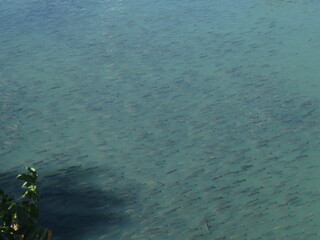 Streaked prochilod / Papa-terra  (Prochilodus lineatus). Detail of fish shoal, near the dam of a...