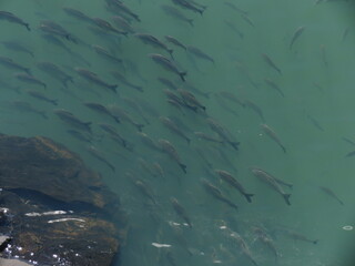 Streaked prochilod / Papa-terra  (Prochilodus lineatus), near the dam of a hydropower dam.