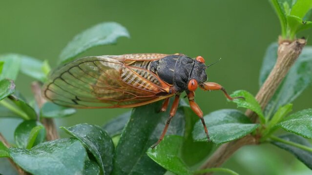 17 Year Periodical Cicada walking in slow motion