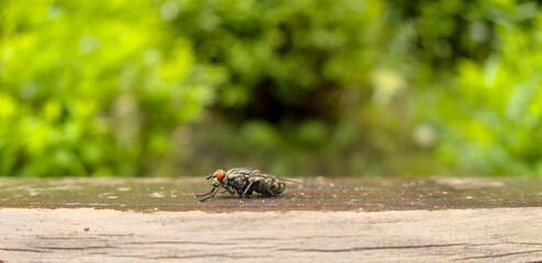 Fly, musca, outside outdoor close up during summer, sitting on wood, view from left side