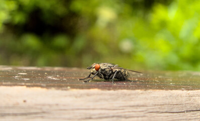 Fly, musca, outside outdoor close up during summer, sitting on wood, view from left side