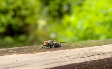 Fly, musca, outside outdoor close up during summer, sitting on wood, view from left side
