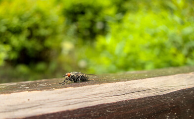 Fly, musca, outside outdoor close up during summer, sitting on wood, view from left side