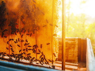 Wooden frame with honeycomb with bees working on it lifted from beehive for visual check and...