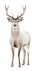 Obraz premium PNG Wildlife antler animal mammal.