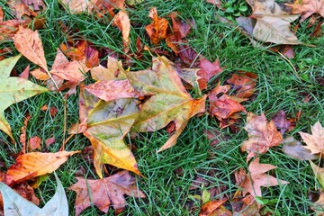 autumn leaves background