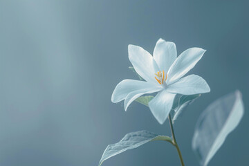 Obraz premium White flower on blue